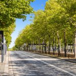 Tree-lined street with bus stops in sunlight.