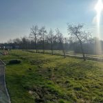 Sunlit park with pathway and trees