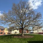 Large tree in suburban street with houses.
