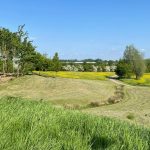 Grassy landscape with trees and clear blue sky.
