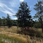 Sunny meadow with trees and wildflowers