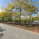 Autumn road with cars and yellow trees.