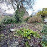 Overgrown garden with trees and bushes near house