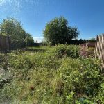 Overgrown garden with fence and trees on a sunny day.