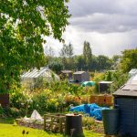 Allotment garden with sheds and lush greenery.