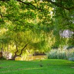 Peaceful park scene with benches and trees