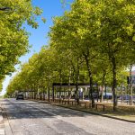 Tree-lined street with cars and buildings