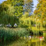 Lush pond with trees reflecting in water