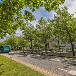 Bus travels on tree-lined road in sunshine.